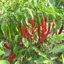 農副產品加工批發產業鏈解析 價格、渠道與廠家選擇