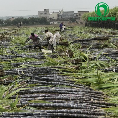 廣西黑皮甘蔗基地—南桂農副產品經營部 優質甘蔗批發，價格實惠