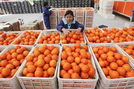 滬上柑橘價(jià)格波動(dòng) 囤貨影響與春節(jié)走勢(shì)分析